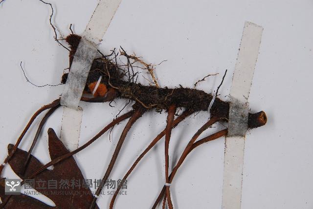 Accession Number:P007625 Collection Image, Figure 3, Total 5 Figures