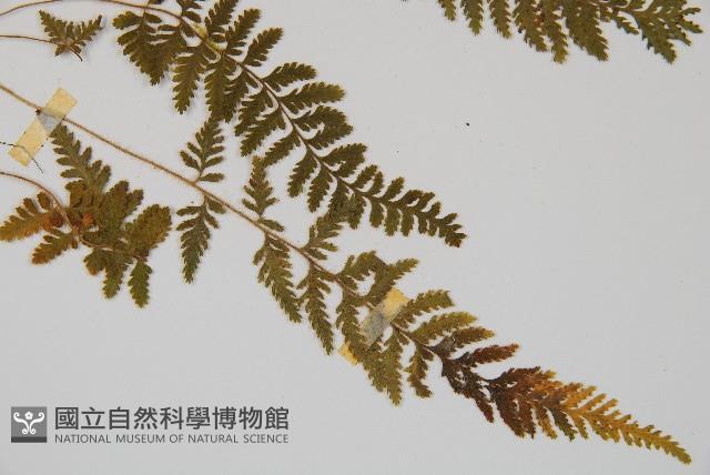 細毛碗蕨藏品圖，第3張