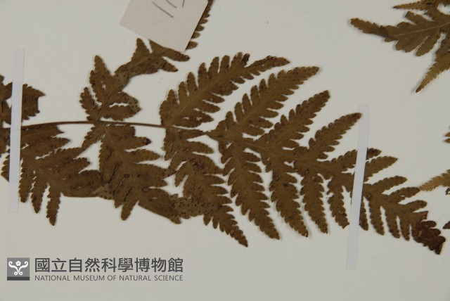 毛葉軸脈蕨藏品圖，第3張