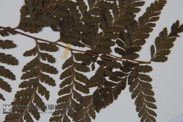 臺灣鱗蓋蕨藏品圖，第3張