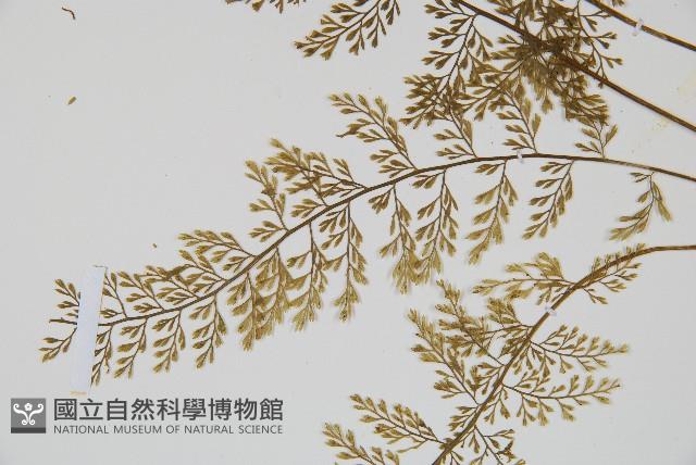 薄葉鐵角蕨藏品圖，第3張