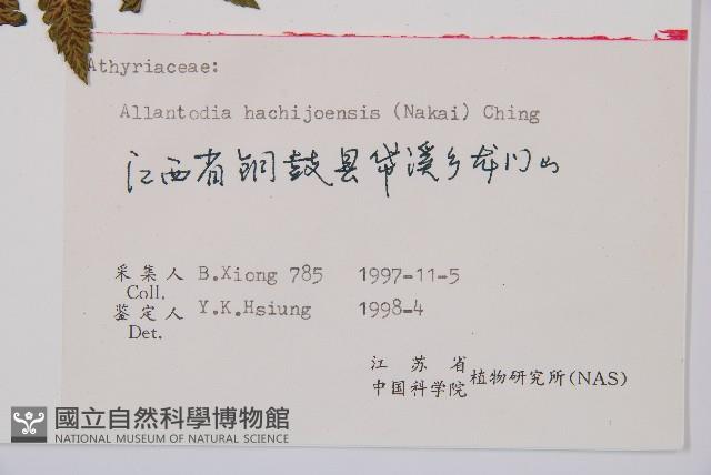 薄蓋短腸蕨藏品圖，第3張