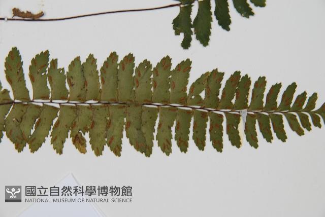 小鐵角蕨藏品圖，第3張