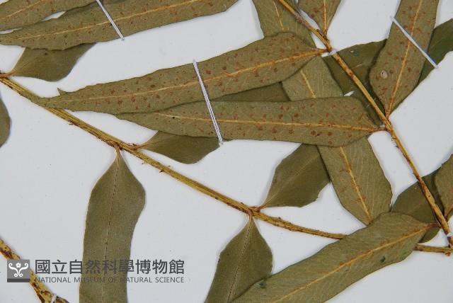 狹葉貫眾蕨藏品圖，第3張