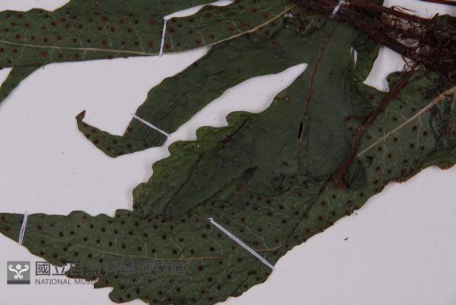 海金沙藏品圖，第2張