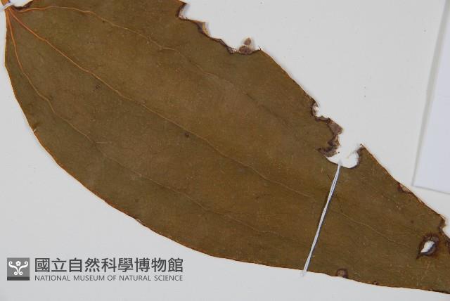 燕尾蕨藏品圖，第6張