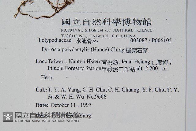 槭葉石葦藏品圖，第2張