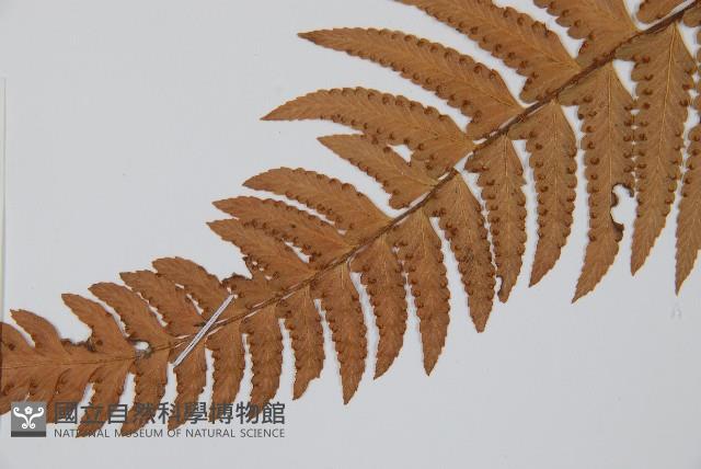 邊緣鱗蓋蕨藏品圖，第3張