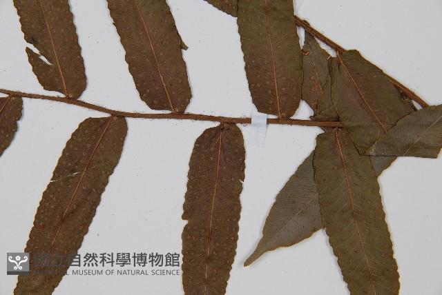 圓齒擬貫眾藏品圖，第3張