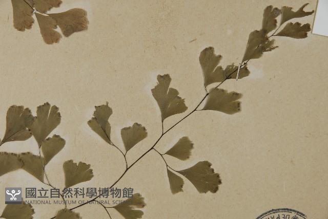 鐵線蕨藏品圖，第3張