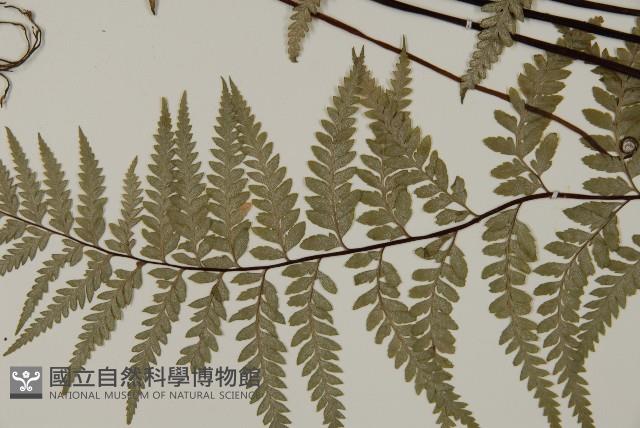 粉葉蕨藏品圖，第3張
