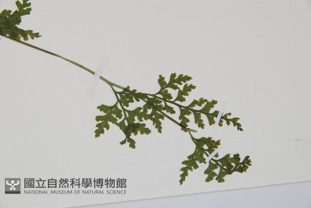 溪洞碗蕨藏品圖，第3張