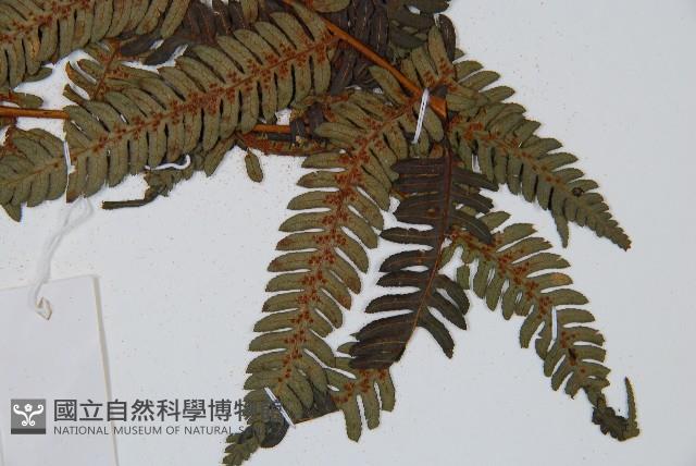 臺灣桫欏藏品圖，第3張