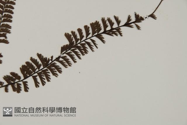 鞭葉鐵線蕨藏品圖，第3張