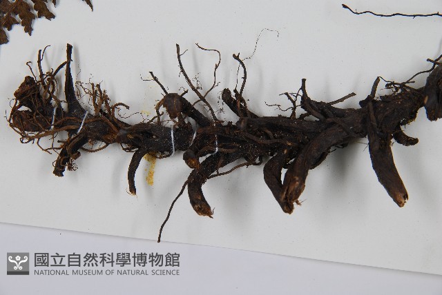 川上氏雙蓋蕨藏品圖，第3張