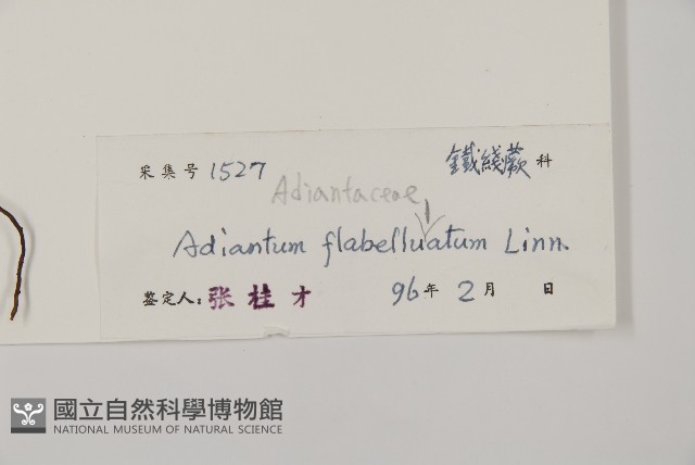 扇葉鐵線蕨藏品圖，第2張