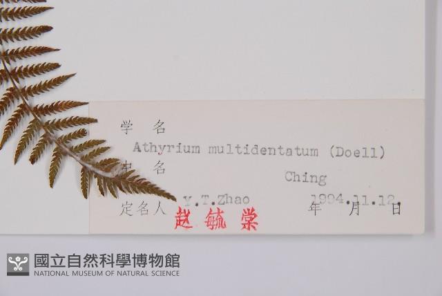 Accession Number:P004005 Collection Image, Figure 3, Total 5 Figures