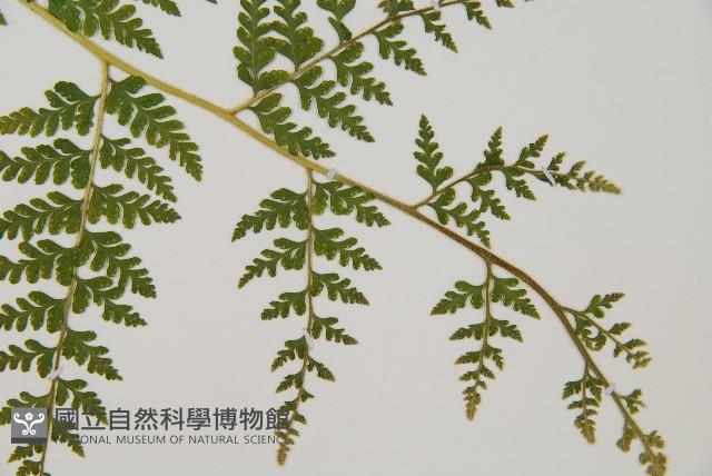 熱帶鱗蓋蕨藏品圖，第3張