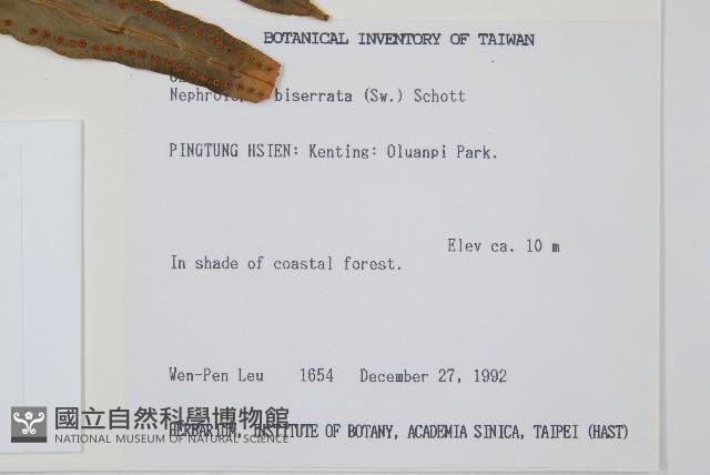 長葉腎蕨藏品圖，第2張