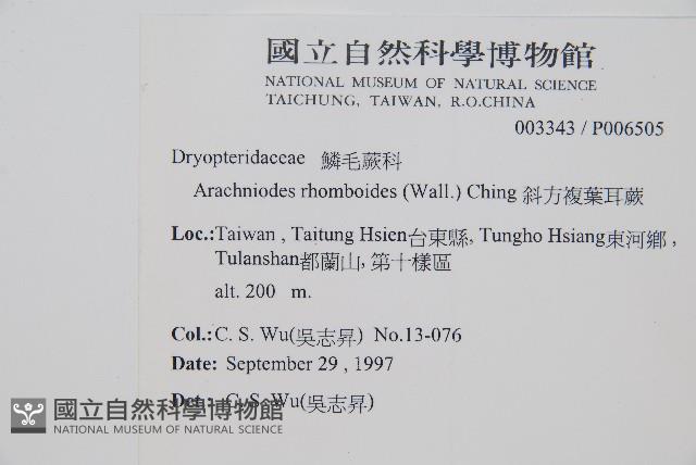 細葉複葉耳蕨藏品圖，第2張