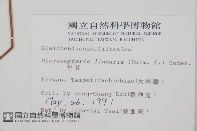 芒萁藏品圖，第2張