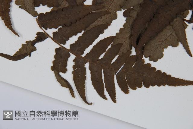 貞蕨藏品圖，第3張