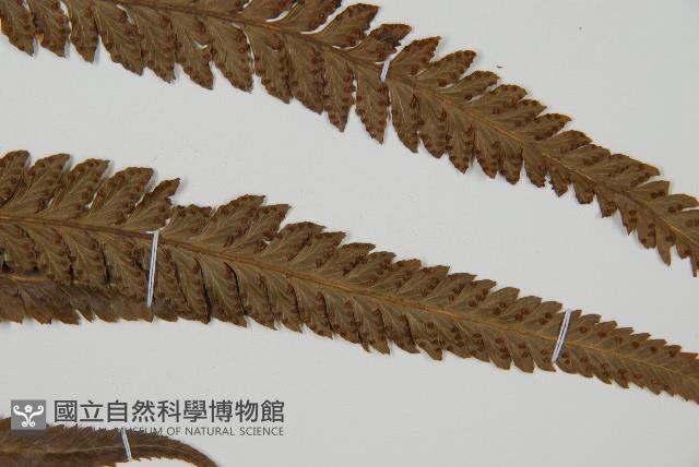 光葉鱗蓋蕨藏品圖，第3張
