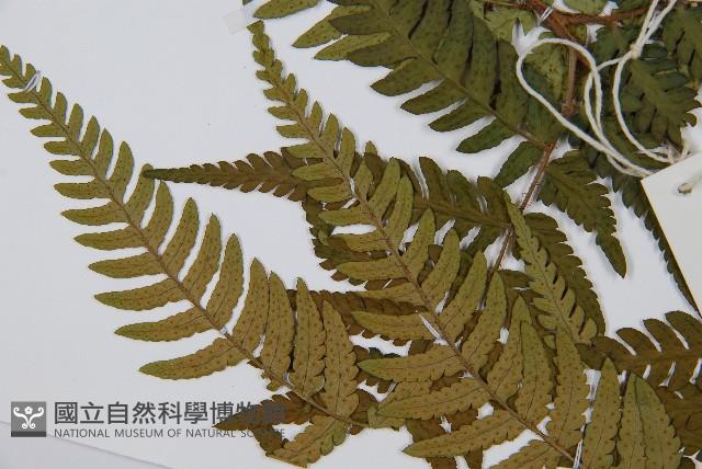 登錄號:P012305藏品圖，第3張