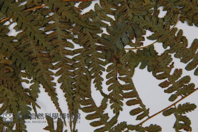 奄美短腸蕨藏品圖，第6張