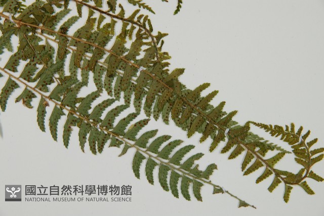 韓氏耳蕨藏品圖，第3張