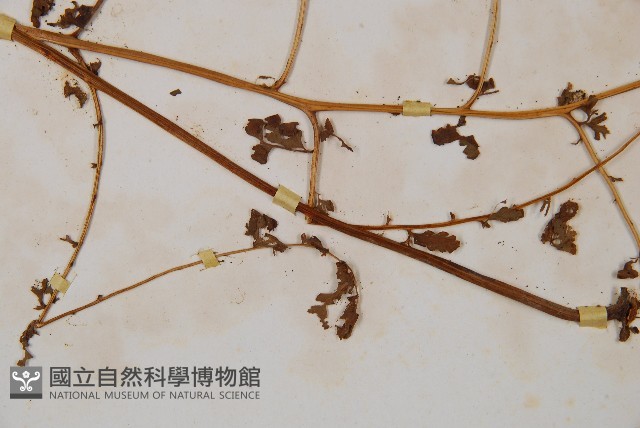 華南鱗蓋蕨藏品圖，第3張