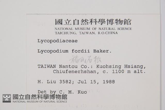 福氏石松藏品圖，第2張