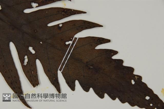 蛇脈三叉蕨藏品圖，第3張