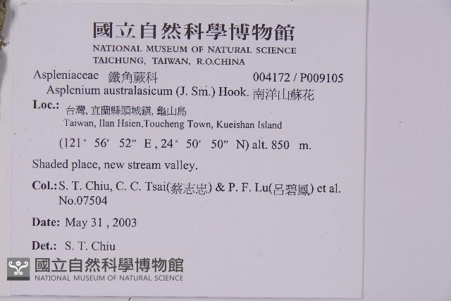 南洋山蘇花藏品圖，第2張