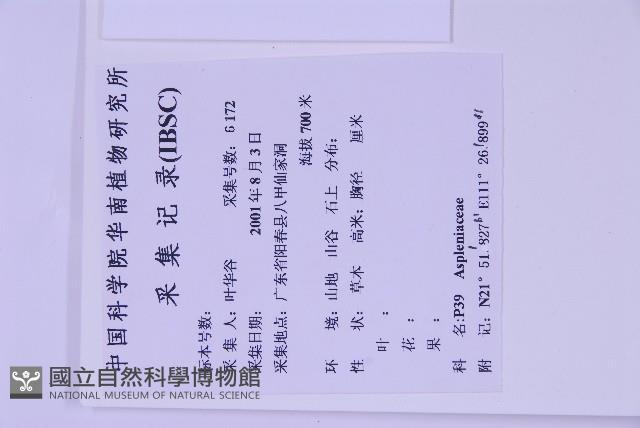 生芽鐵角蕨藏品圖，第3張