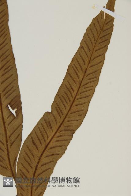 南海鐵角蕨藏品圖，第3張