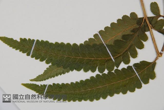 臺北鱗蓋蕨藏品圖，第3張