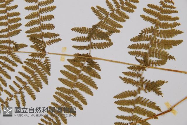 粗柄毛冷蕨藏品圖，第3張