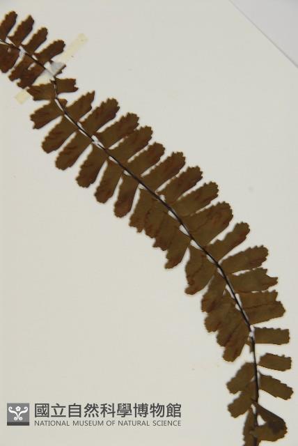 生芽鐵角蕨藏品圖，第3張