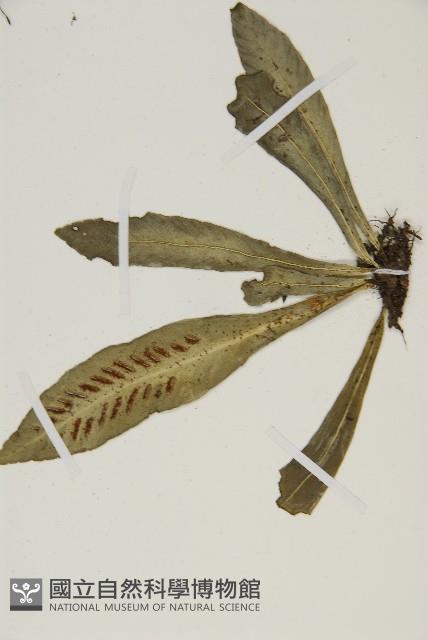 叢葉鐵角蕨藏品圖，第3張