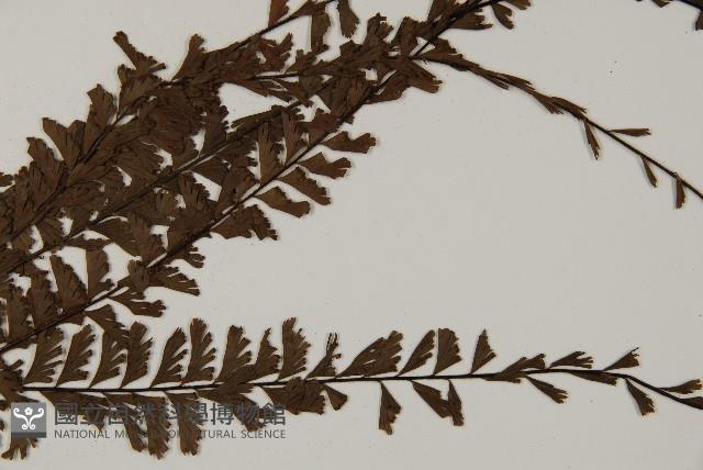 鞭葉鐵線蕨藏品圖，第3張