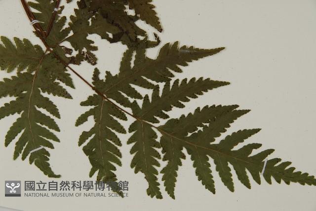 薄葉三叉蕨藏品圖，第3張