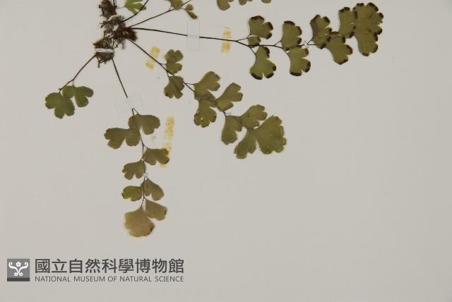 鐵線蕨藏品圖，第3張