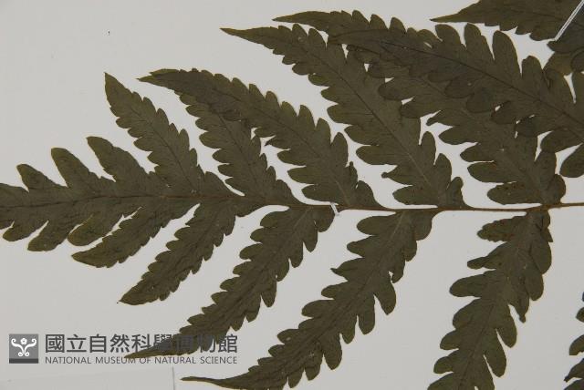 薄葉擬肋毛蕨藏品圖，第3張