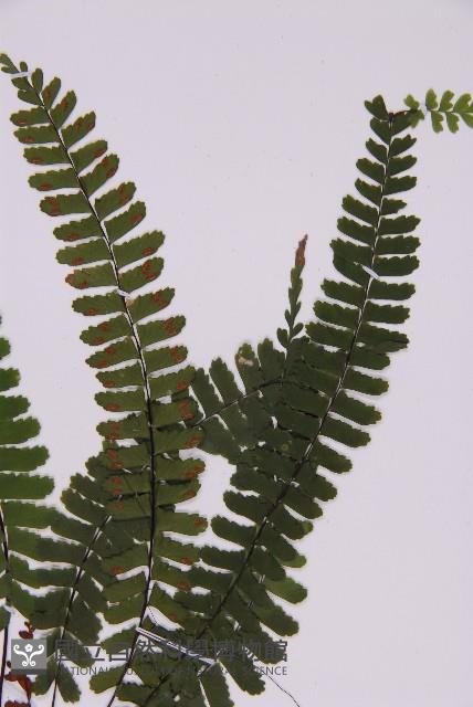 生芽鐵角蕨藏品圖，第3張