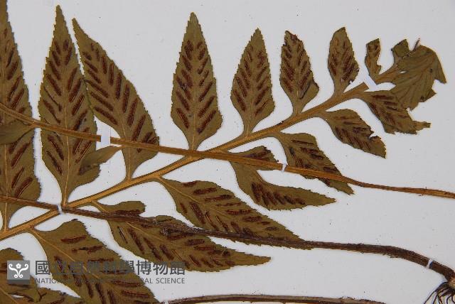 萊氏鐵角蕨藏品圖，第3張