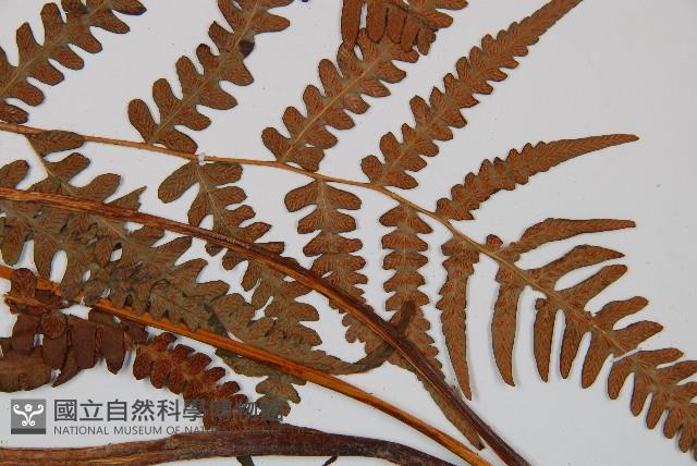 假蹄蓋蕨藏品圖，第3張
