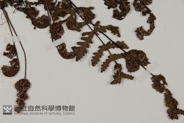 登錄號:P004715藏品圖，第3張