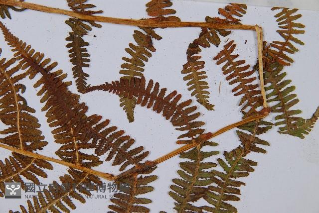 希陶蹄蓋蕨藏品圖，第3張