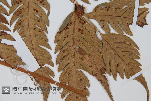 生芽狗脊蕨、頂芽狗脊蕨藏品圖，第3張